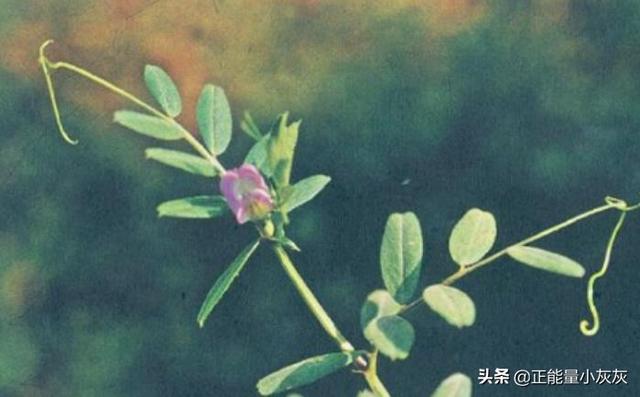 相顾无相识的下一句（相顾无相识的下一句怎么说）
