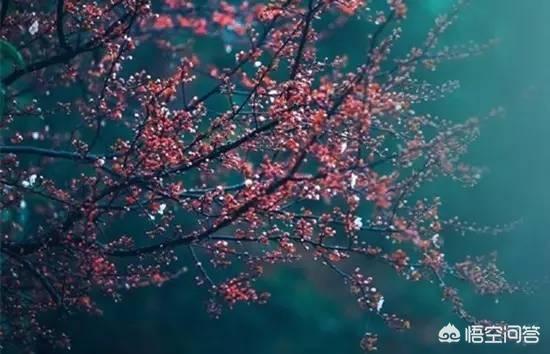 一日看尽长安花的全诗意思（一日看尽长安花出自哪一首诗）