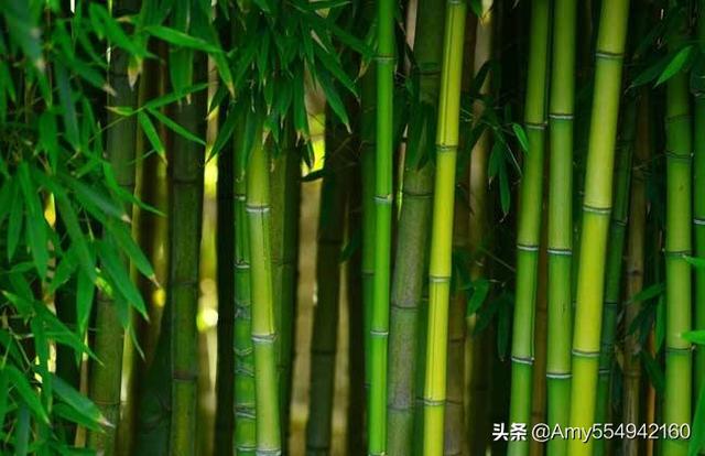 竹子的品质（竹子的品质像哪一些人）