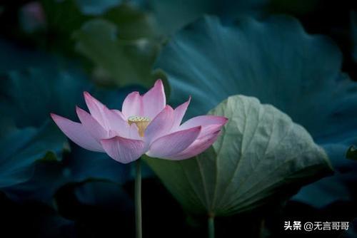 一句佛语点透人生短句（一句佛语点透人生短句几字）