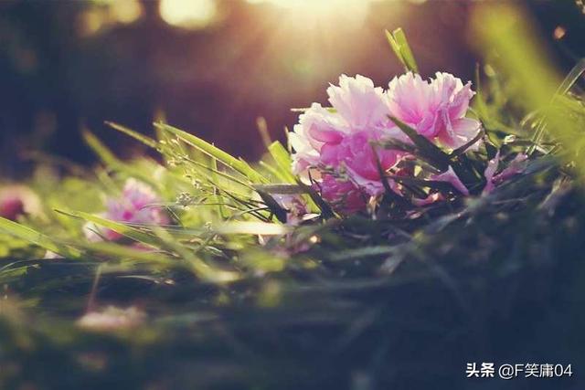 花开花落终有时相逢相聚本无意