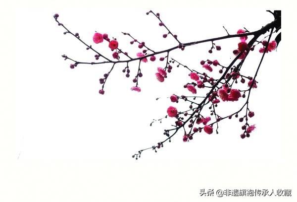 赞美梅花的古诗词名句（赞美梅花的古诗词名句大全）