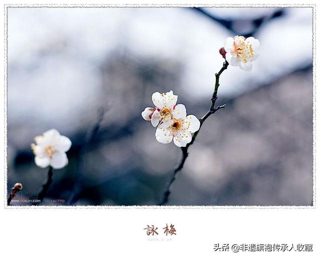 赞美梅花的古诗词名句（赞美梅花的古诗词名句大全）
