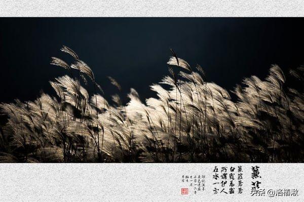 蒹葭拼音版正确读音（蒹葭读音原文）