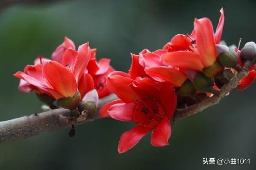 植物诗大全100首（植物诗大全100首四句）