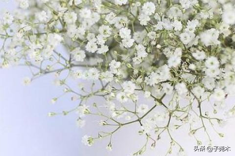 百花齐放（百花齐放百家争鸣的方针是在什么时候提出的）