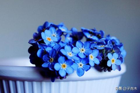 百花齐放（百花齐放百家争鸣的方针是在什么时候提出的）
