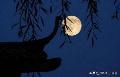 十五夜望月的翻译（十五夜望月的翻译和注释）