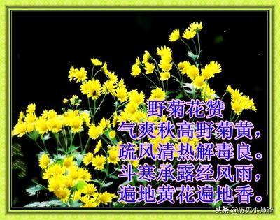 赞美菊花的古诗词_赞美 菊花的诗句
