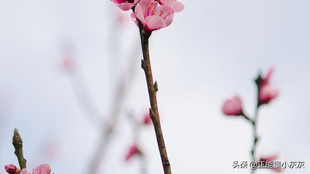 梅花的花语是什么_梅花的花语是什么20字