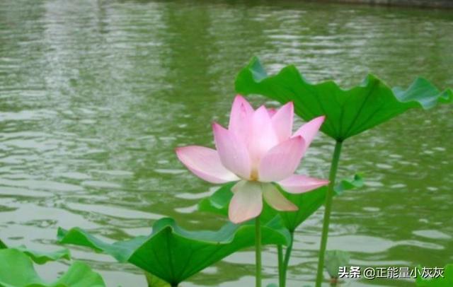 濯清涟而不妖全诗_濯清涟而不妖出自哪里
