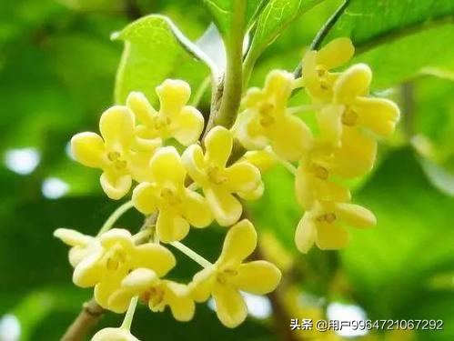 中庭地白树栖鸦的意思_中庭地白树栖鸦怎么读的拼音