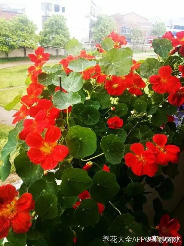 关于含花的古诗词大全_含花的古诗词100首