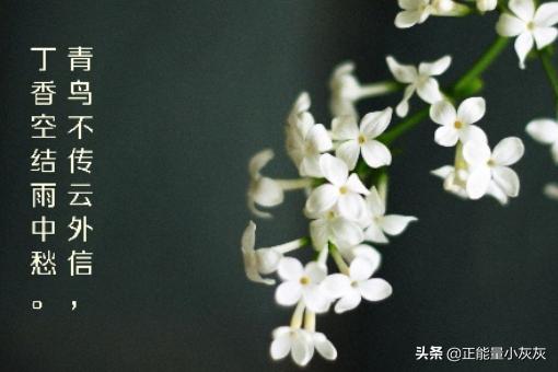 丁香空结雨中愁什么意思_丁香空结雨中愁的全诗意思
