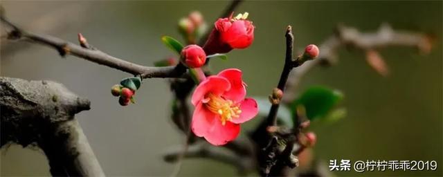 红梅花图片（红岭二红梅花图片）