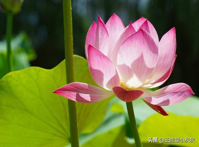 关于夏季古诗大全（关于夏季的古诗词句）