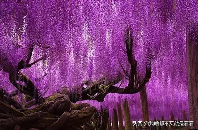 紫藤萝瀑布ppt课件（紫藤萝瀑布ppt完美版）